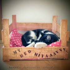 pets panosundaki pin