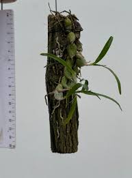 Image result for Polystachya ottoniana