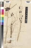 Image result for Pycreus elegantulus