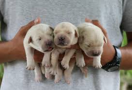 Maybe you would like to learn more about one of these? Casa Da Calcada Our Newborn Golden Retriever Puppies Facebook