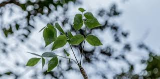 Image result for Steganotaenia hockii