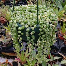 Cactus y suculentas son términos que a menudo se usan indistintamente, sin embargo, no siempre son los mismos. 10 Tipos De Cactus Y Suculentas Para Personas Ocupadas