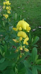 Image result for Crotalaria oocarpa