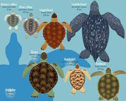 Sea Turtles Smithsonian Ocean