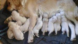 At aurora we strive to produce golden retriever puppies that conform to the akc standards and are gentically sound. Gorgeous Golden Retriever Puppies For Sale In Oklahoma City Oklahoma Classified Americanlisted Com