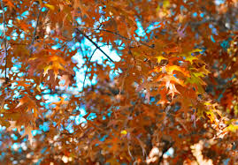 We did not find results for: Autumn Or Fall Leaves Background Photo