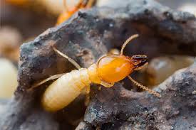 Bill's is a full service pest control and termite company serving southern arizona since 1964. Termites Info Termites Tucson
