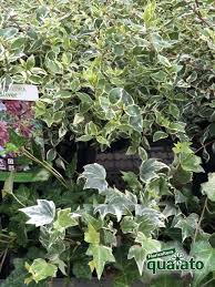 Tra le piante da balcone per eccellenza non ma non solo: 5 Bellissime Piante Perenni Ricadenti Floricoltura Quaiato