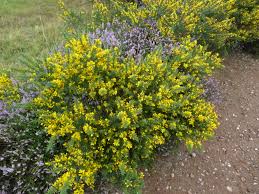 Image result for Cullen tomentosum