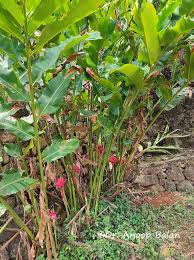 Image result for Etlingera elatior