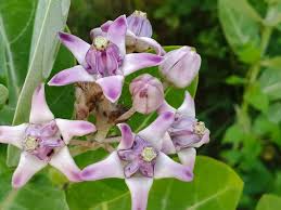 Image result for Calotropis gigantea