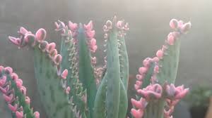 Kalanchoe Pink Butterfly Youtube