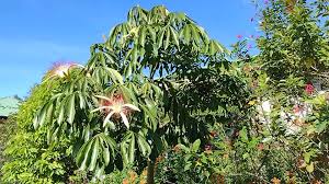 Image result for Centrostachys aquatica