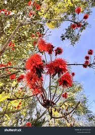Image result for Erythrina abyssinica