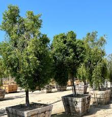 Image result for Maytenus