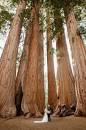 Sequoia National Park Wedding [2025] — California Elopement ...