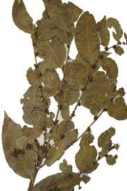 Image result for Maytenus undata