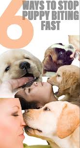 There is nothing wrong with quickly giving a loud and firm no bite! command if. Stop Puppy Biting Puppy Biting Puppy Training Biting Puppy Training