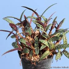 Image result for Ledebouria Unidentified sp. no4.