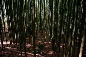 View photos and listing details of bambu, playa del carmen, quintana roo, mexico real estate, save or compare the somos fabricantes de muebles en rattán sintético, fibras plásticas y naturales, bambu y guadua: El Bambu Una Alternativa Sostenible