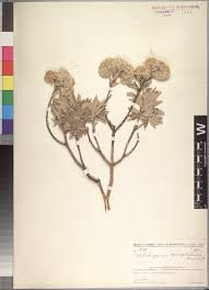 Image result for Asterochaete angustissima