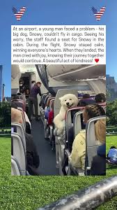 Big Dog on Flight | TikTok