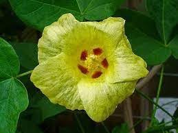 Image result for Gossypium barbadense