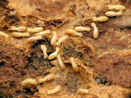 Maybe you would like to learn more about one of these? How To Get Rid Of Subterranean Termites Treatment Prevention