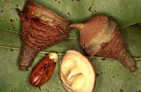 Image result for Lecythidaceae