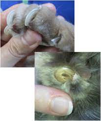 The footpad itself is made up of an inner cushion of fat that is richly served with blood vessels, covered with and protected by a tough outer layer of keratin. Senior Geriatric Lifestage The Cat Vet