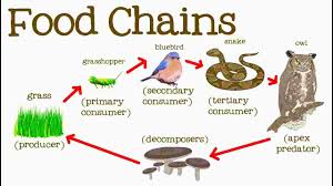 We did not find results for: Food Chain In Ecosystem