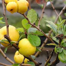 Buy Japanese Quince Chaenomeles Japonica 50 Seeds Online Seeds Hobbyseeds Store