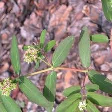 Image result for Euphorbia hypericifolia
