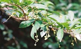 Image result for Antidesma membranaceum