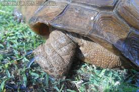 I spoke with him and he seemed knowledgeable and kind. Gopherus Agassizii Natural History Care And Photo Gallery