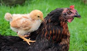 Oeuf poule & poussin, centre, france. Races De Poules Pondeuses Top 15 Avec Photo