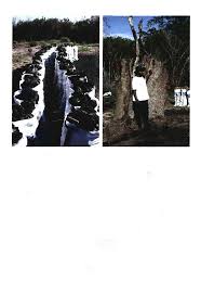 Image result for Pavetta vanwykiana