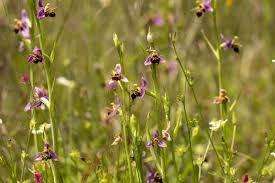 Image result for Ophrypetalum odoratum