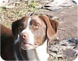 German shorthaired pointers are able to hunt any terrain and any game. Sacramento Ca German Shorthaired Pointer Meet Buster A Pet For Adoption