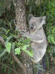 Australia Sydney Wildlife And Marine Center Koala Australia Wildlife