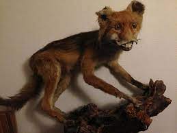 Badly Stuffed Foxes Bad Taxidermy Freaky Fox
