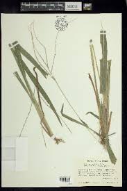 Image result for Axonopus flexuosus