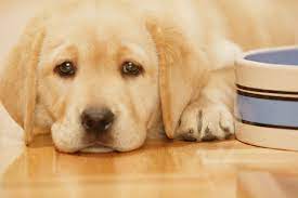 How Old Before Puppies Can Start Eating Soft Food