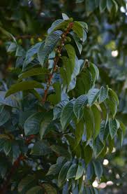 Image result for Bridelia atroviridis