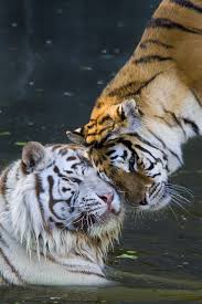 Tigre White Tiger Animals Wild Animals Big Cats