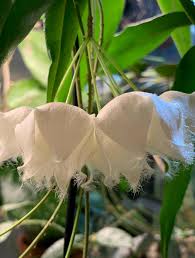 Image result for Begonia nyassensis