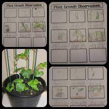 Plant Growth Observation Worksheet Plant Science Plant Growth Plants Worksheets