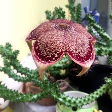 Photos from our trial garden just as soon as seedlings have several sets of true leaves, plant outdoors when temperatures stay above 50°f (10°c) at night. Buy Edithcolea Grandis Persian Carpet Flower Online At Plantsguru Com