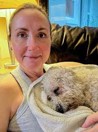 Lost Dog Found Near Florida Mall Area