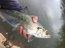 The park is host to a variety of events such as kayak tours, bass fishing tournaments, guided hikes with discussions of civil war and park history and more. Top 10 Potomac River Hotspots Fishtalk Magazine